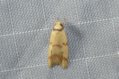 Heteroteucha anthodora