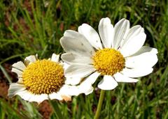 Adenanthellum osmitoides