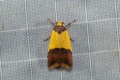 Heteroteucha kershawi
