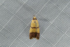 Heteroteucha translatella