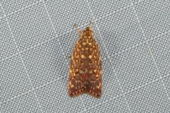 Syringoseca rhodoxantha