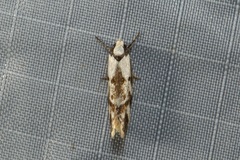 Palimmeces variegata