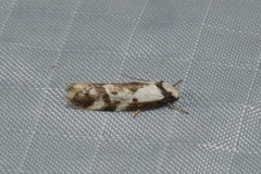 Palimmeces variegata