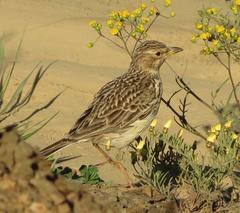 Galerida magnirostris