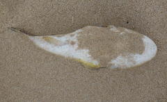 Amblyrhynchote honckenii