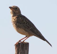 Galerida magnirostris