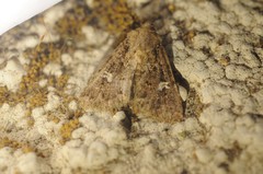 Properigea albimacula