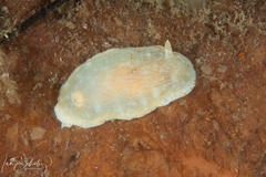 Goniobranchus epicurius image