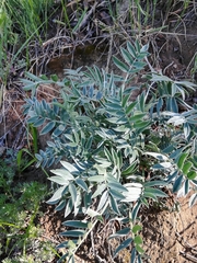 Oxytropis nitens