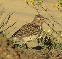 Galerida magnirostris
