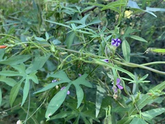 Ipomoea barbatisepala