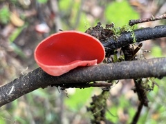 Sarcoscypha humberiana