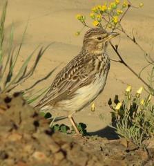 Galerida magnirostris