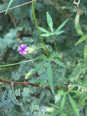 Ipomoea barbatisepala