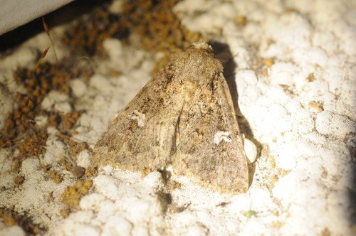 White-spotted Properigea Moth photo 2
