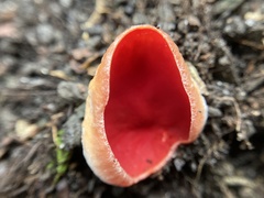 Sarcoscypha humberiana