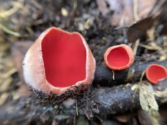 Sarcoscypha humberiana