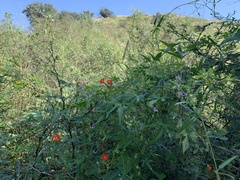 Ipomoea barbatisepala