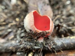 Sarcoscypha humberiana