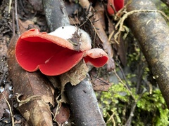 Sarcoscypha humberiana
