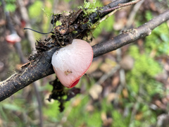 Sarcoscypha humberiana