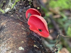 Sarcoscypha humberiana