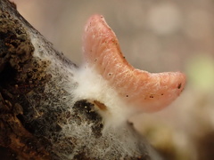 Sarcoscypha humberiana