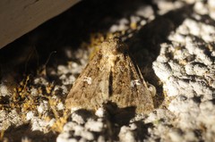 Properigea albimacula