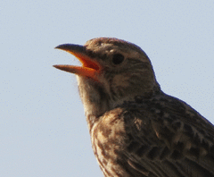 Galerida magnirostris