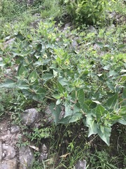 Mirabilis longiflora