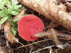 Sarcoscypha humberiana