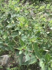 Mirabilis longiflora