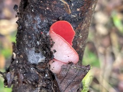 Sarcoscypha humberiana