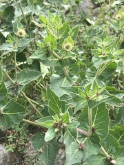 Mirabilis longiflora