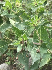Mirabilis longiflora
