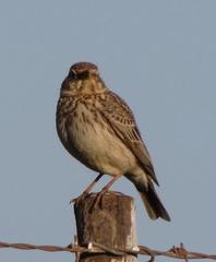 Galerida magnirostris