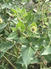 Mirabilis longiflora
