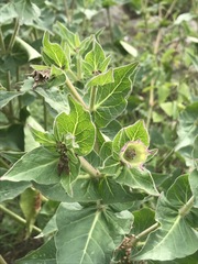 Mirabilis longiflora