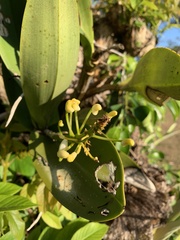 Dendrobium monophyllum