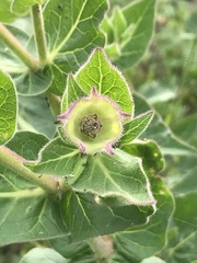 Mirabilis longiflora