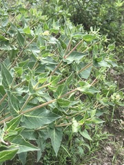 Mirabilis longiflora