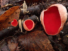 Sarcoscypha humberiana