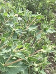 Mirabilis longiflora