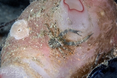 Galathea australiensis