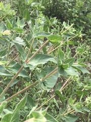 Mirabilis longiflora