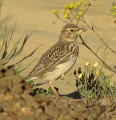 Galerida magnirostris
