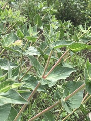 Mirabilis longiflora