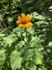 Tithonia thurberi