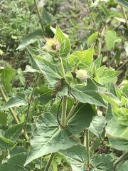 Mirabilis longiflora