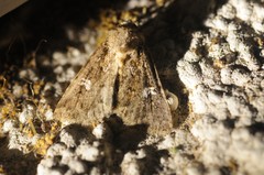 Properigea albimacula